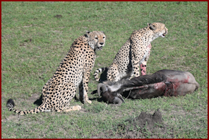 Cheetahs in the Maasai Mara