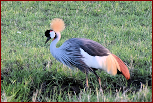 Crowned Crane in the Maasai Mara