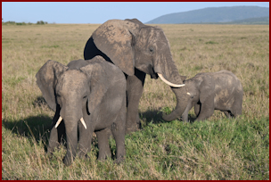 Elephant in the Maasai Mara