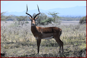 Impala in Nakuru National Park