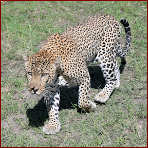 Leopard in the Maasai Mara