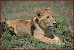 Lion Cub in the Maasai Mara