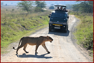 Lioness in Nakuru National Park