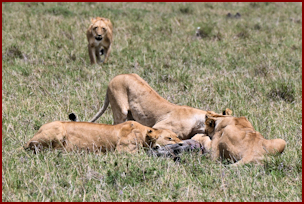 Lions in the Maasai Mara