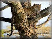 Often in Africa - Bespoke Safaris