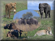 The Big Five - Animals in Africa