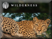 Explore Botswana safaris